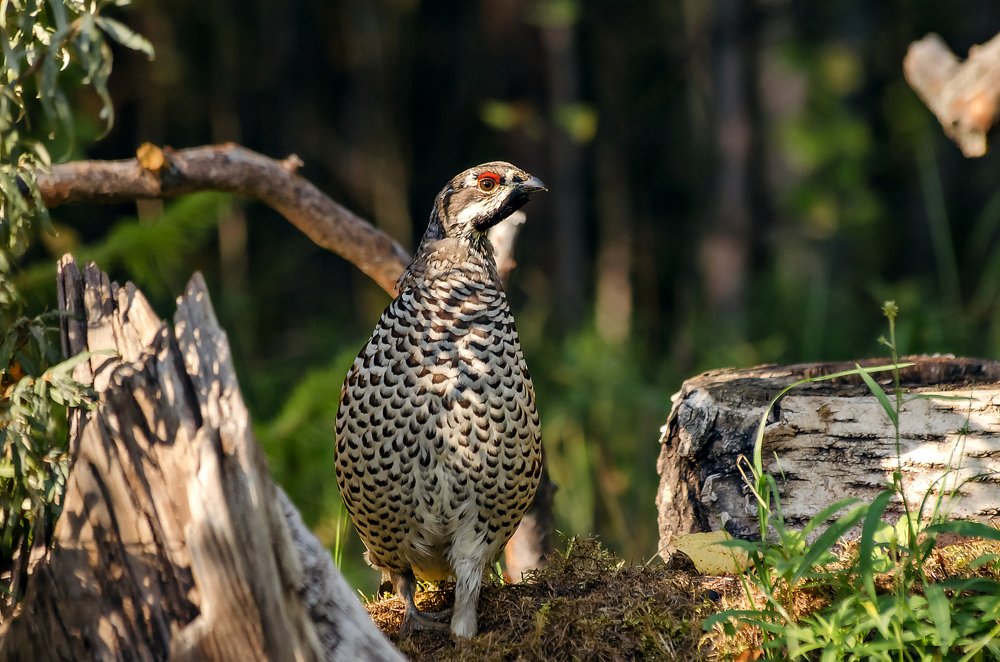 Photograph by Дмитрий Бухтик