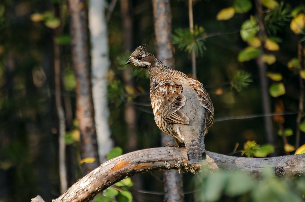 Photograph by Дмитрий Бухтик