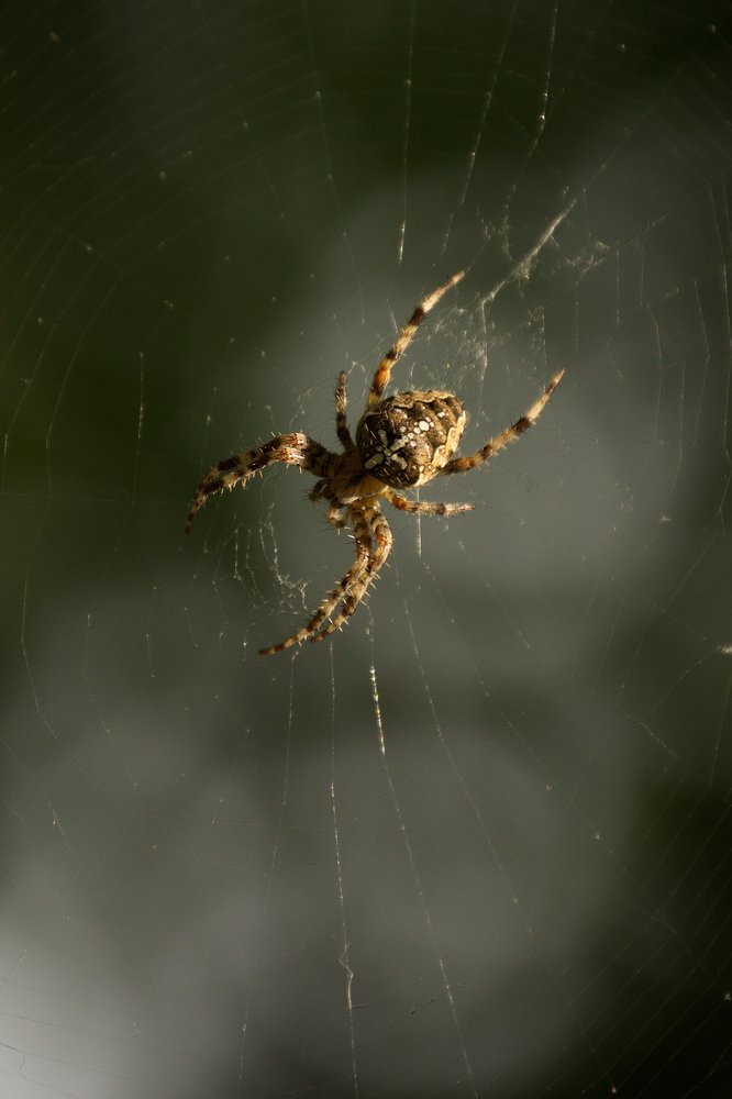 Photograph by Елизавета Шишова