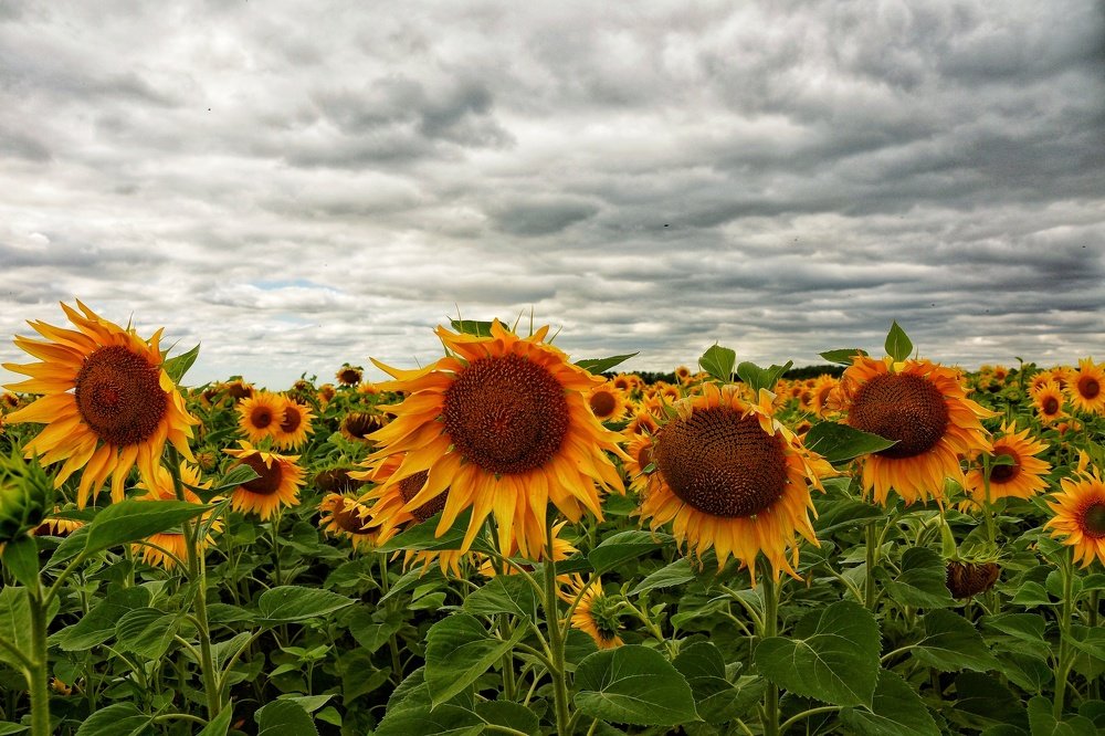 Photograph by Наталья Фрейман