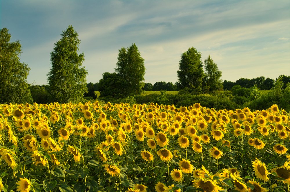 Подсолнухи