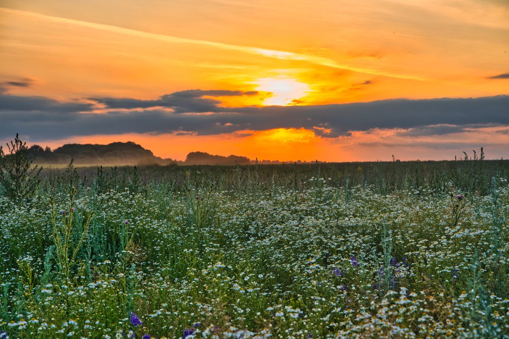 Ромашковый закат
