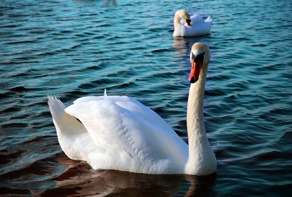 Фотография автора Анастасия Пищулова
