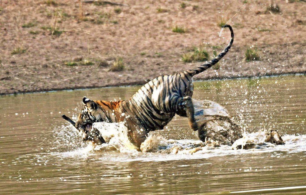 Raw Wild and Untamed