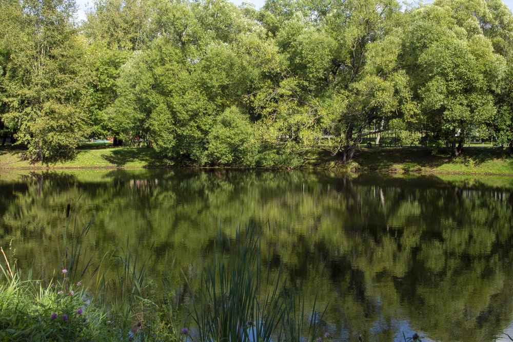 Лес у озера