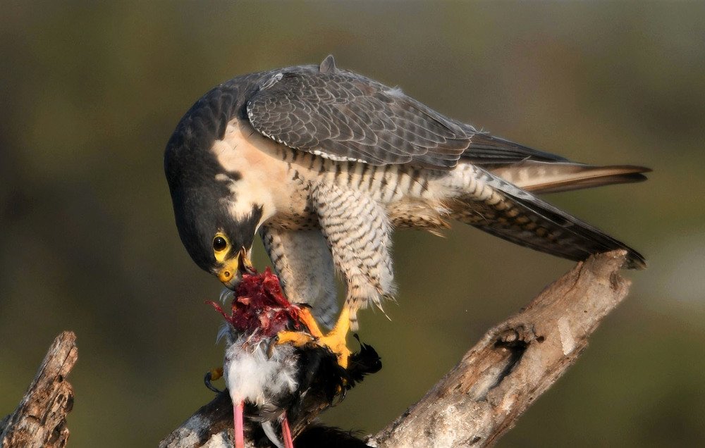 Photograph by Nirmalya Chakraborty