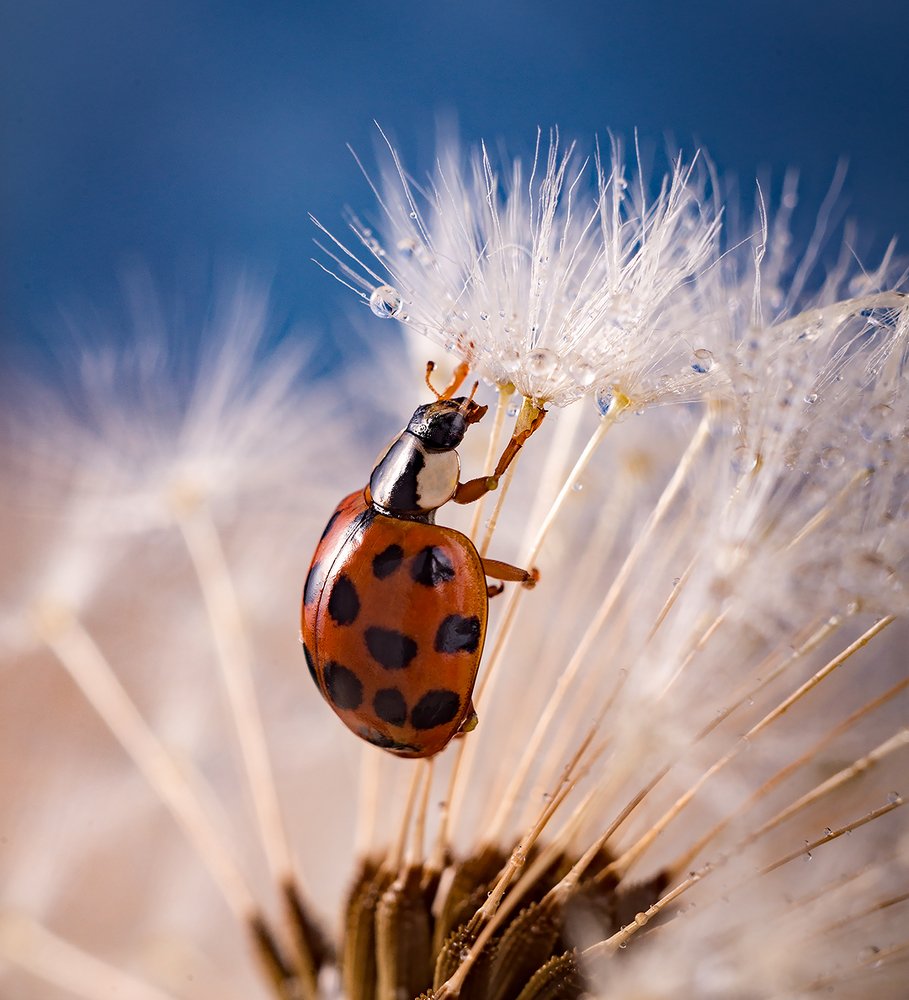 Photograph by Анна Айбетова