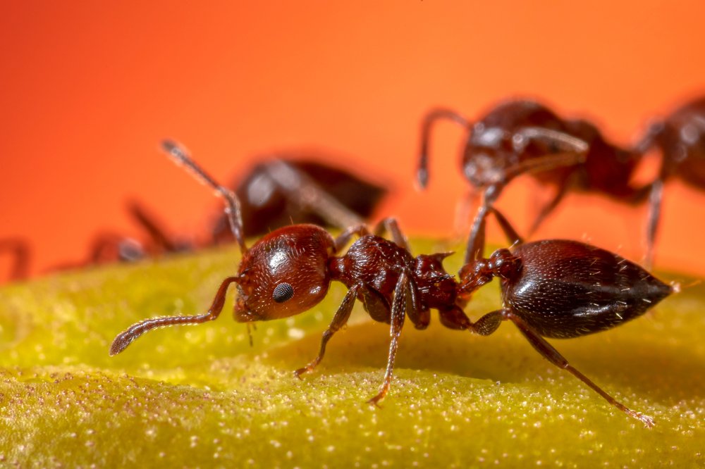 Фотография автора Vasileios Karapanagiotidis