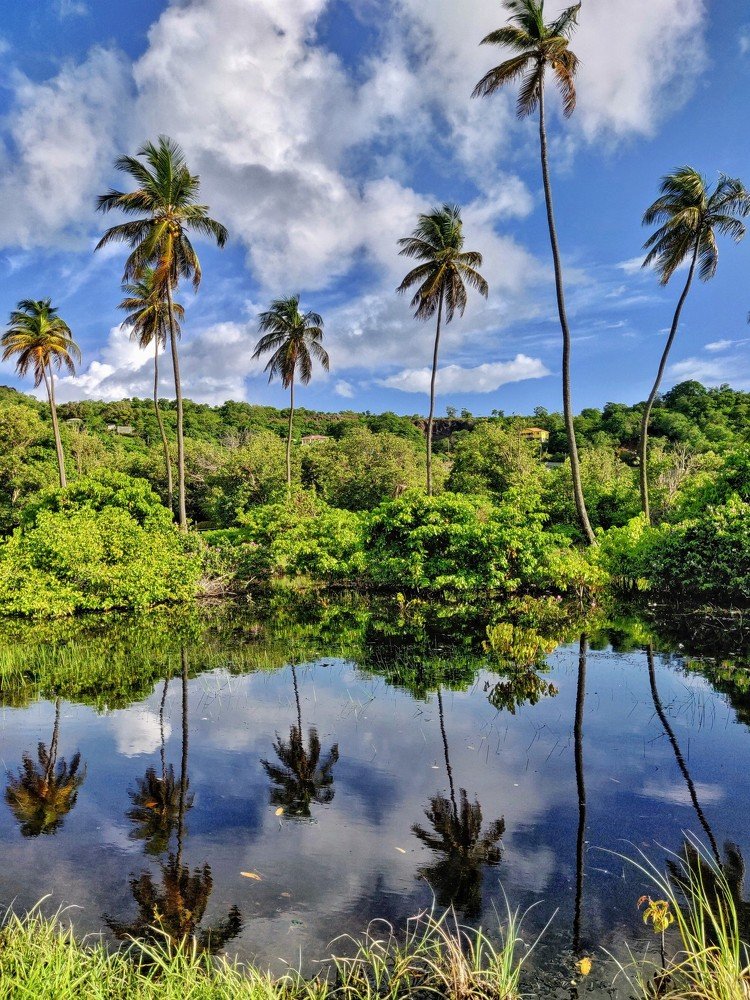 Photograph by Guinell Ollivierre-Hazell