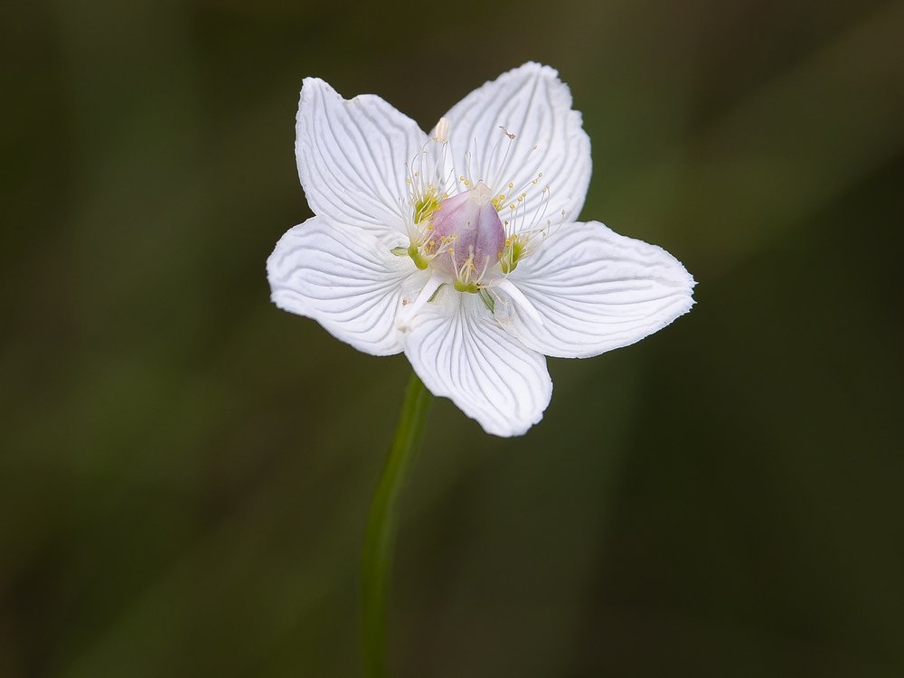 Photograph by Олег Тетерин