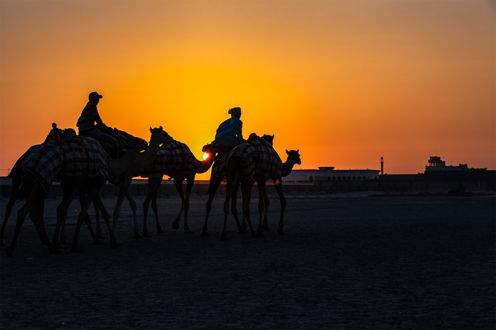 Camels, Camels Everywhere