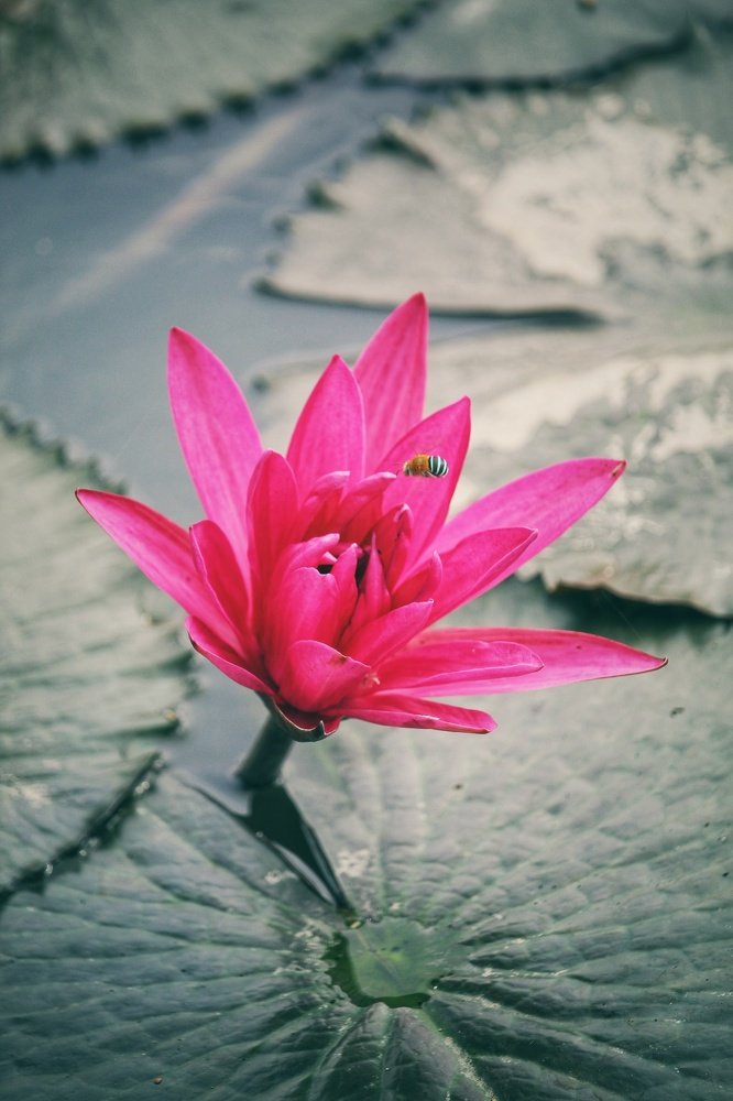 Photograph by Ovi Shouvik Biswas