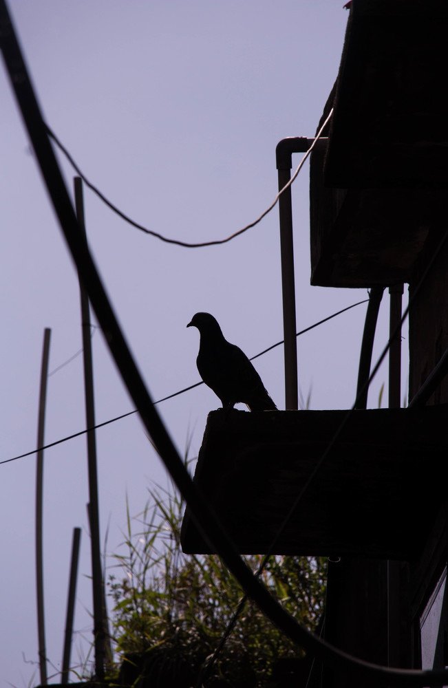 Photograph by Linh Nhu