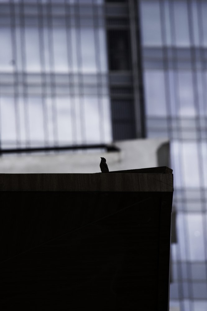 Photograph by Linh Nhu