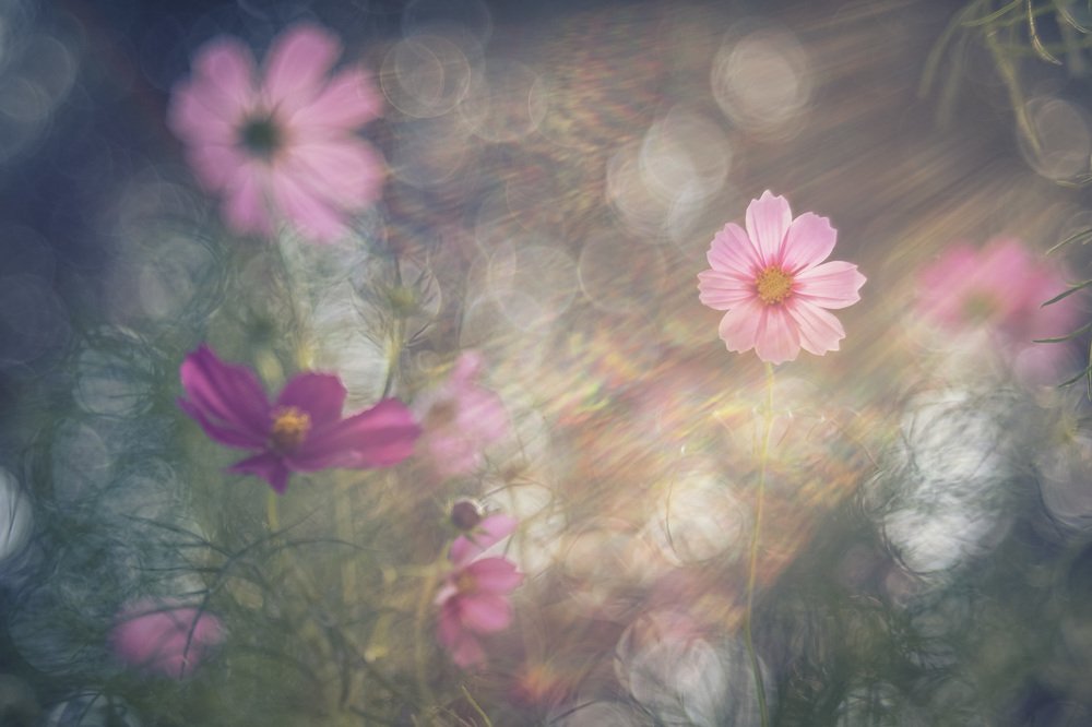 Photograph by Ferenc Zsolt Lőrincz