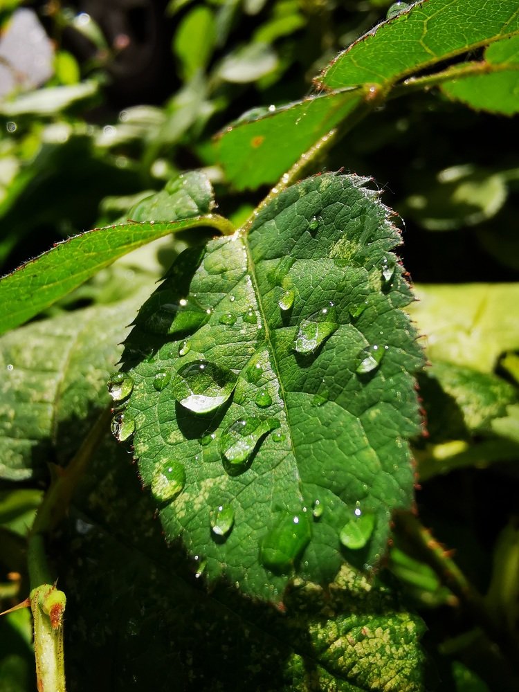 После дождя