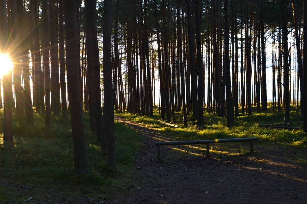 у финского залива