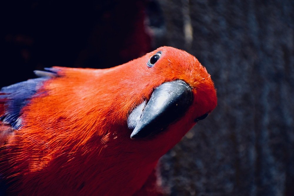 Photograph by Dileepa Weejakoon