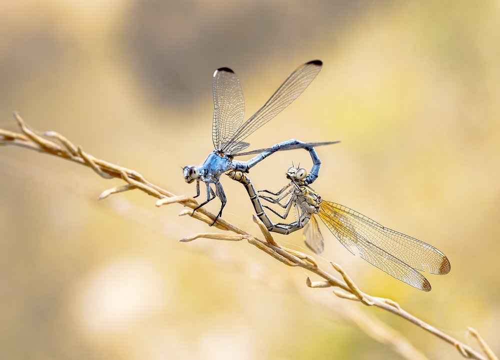 Фотография автора ziba alirezaei58