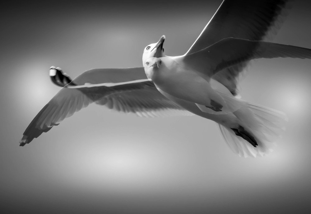 Фотография автора Bercaru Diana