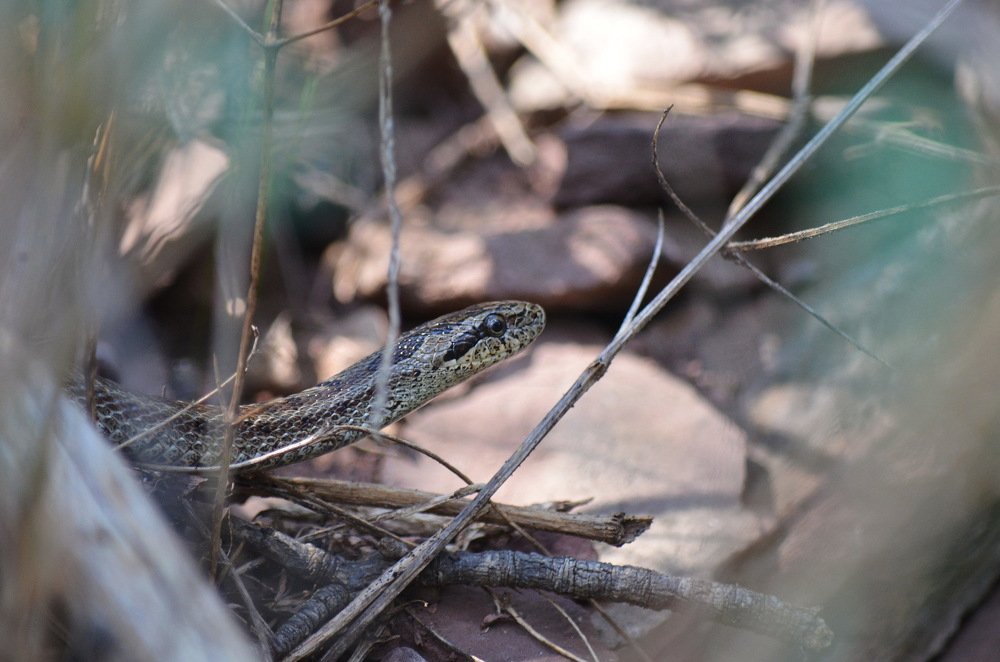 Photograph by Anna Kichapina