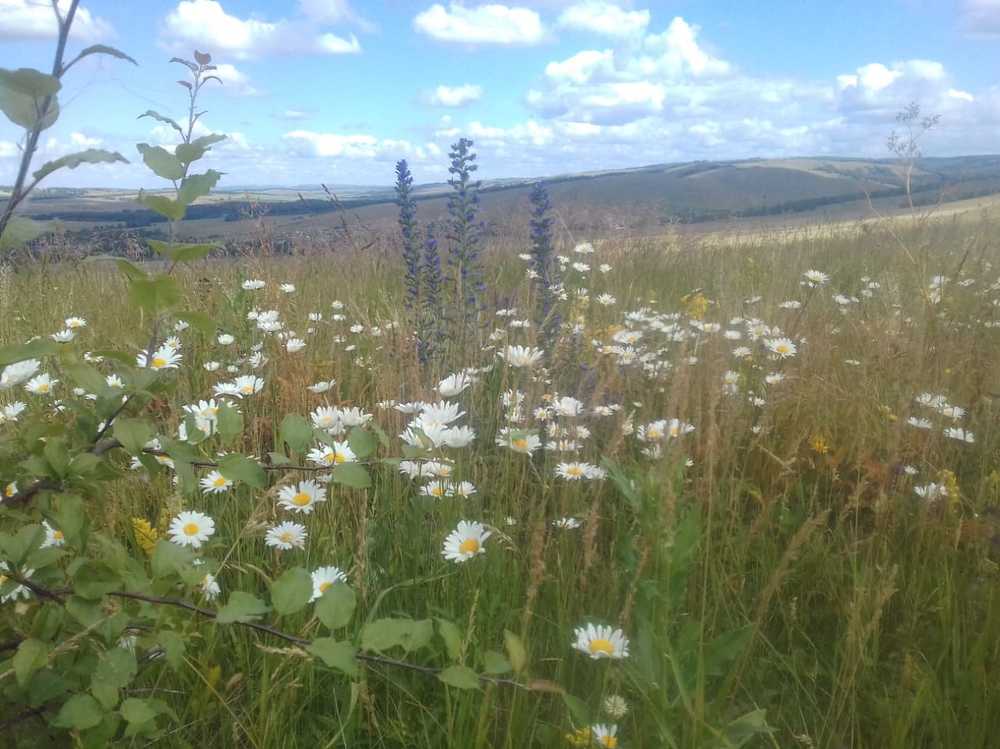 Photograph by Григорова Антонина Петровна