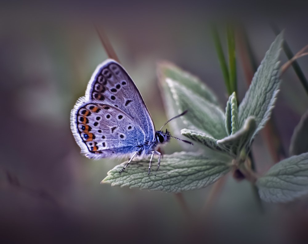 Photograph by Марина Сидоренко