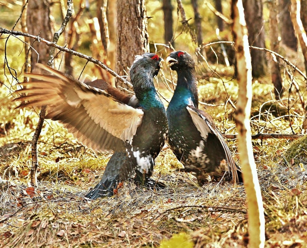 На глухарином току