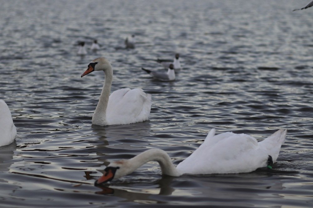 Photograph by Павел Лукин