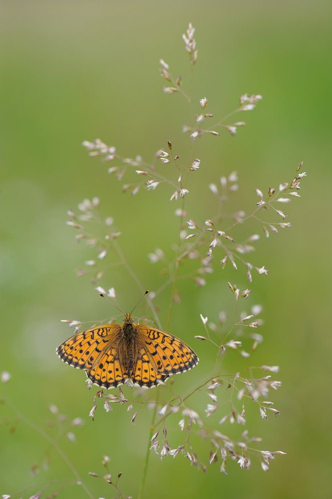 Музыка тишины.
