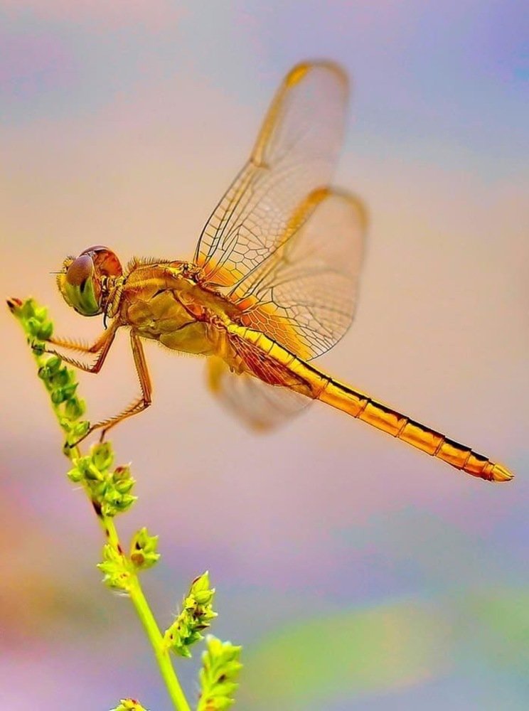 Photograph by Dam Dang Luong