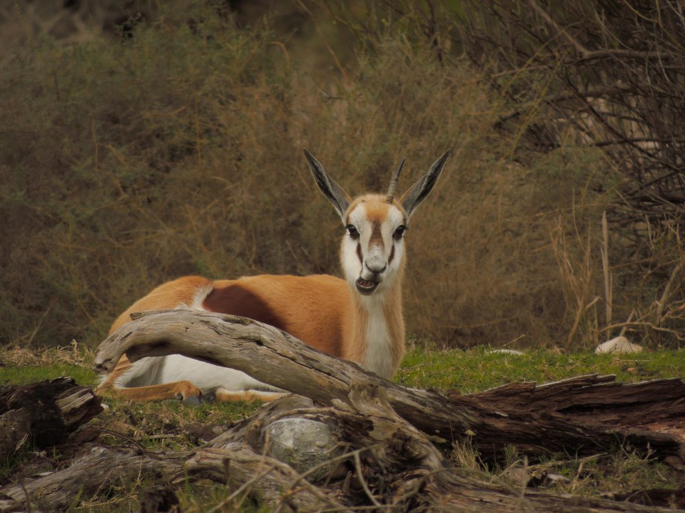 Springbok chewing, lying down