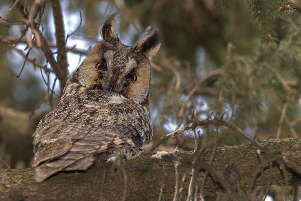 Photograph by Larisa Shuglya