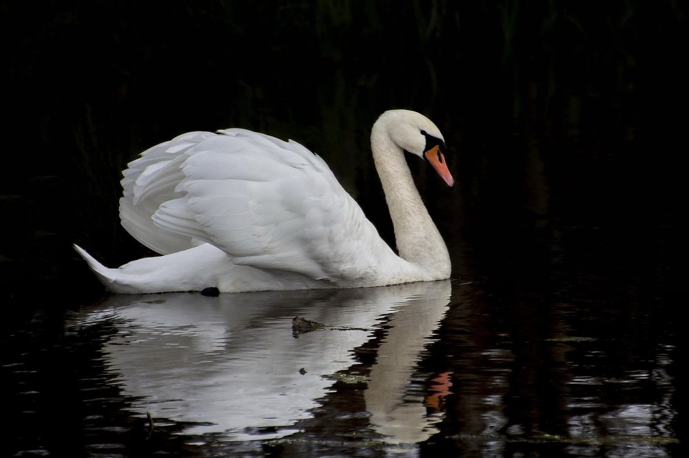 Photograph by Larisa Shuglya