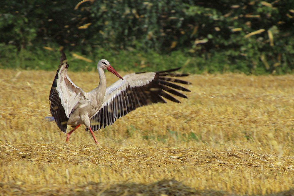 Photograph by Larisa Shuglya