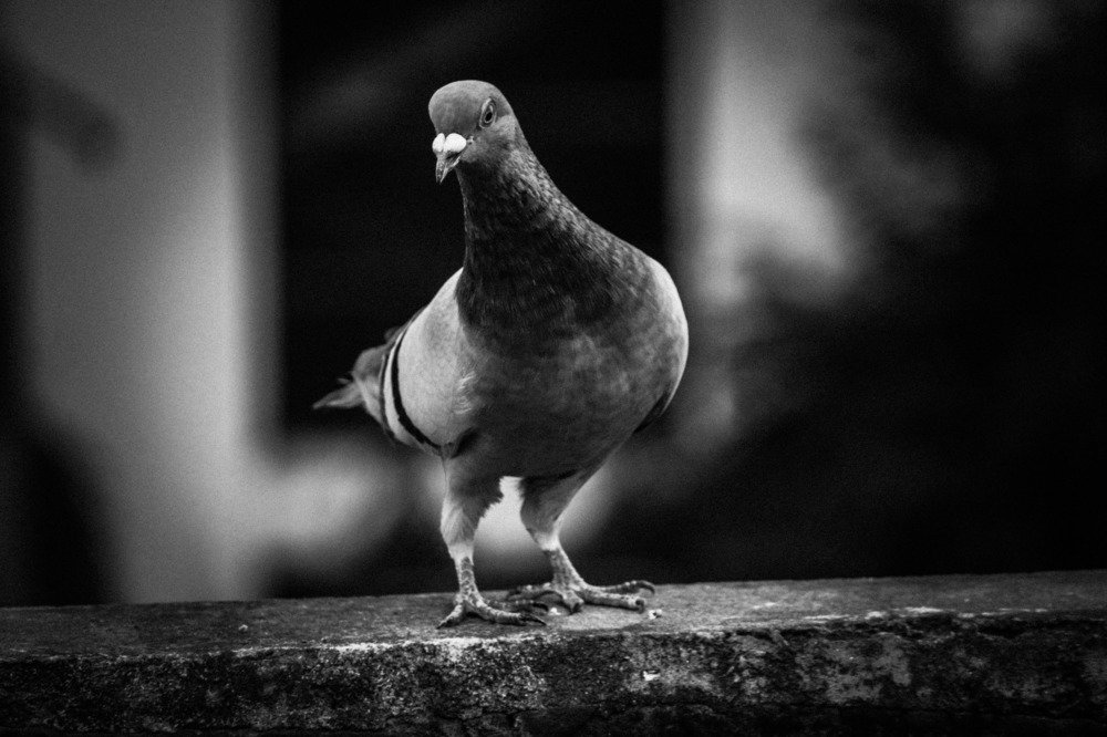 Photograph by Mostafa Shahriar