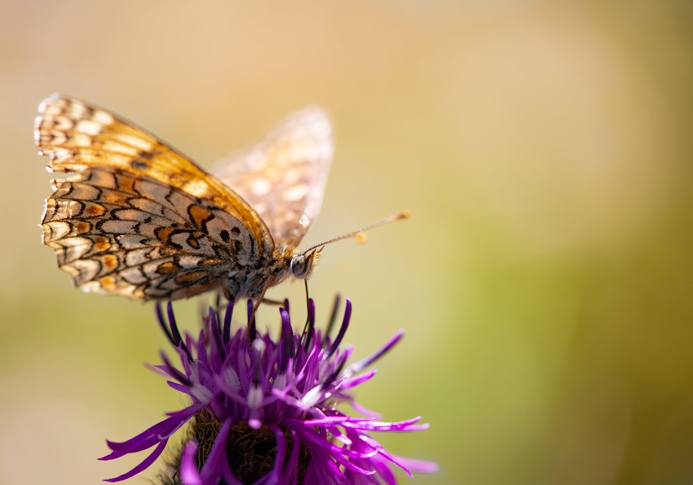 Photograph by Mohammad Rajabzadeh