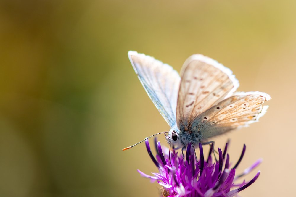 Photograph by Mohammad Rajabzadeh