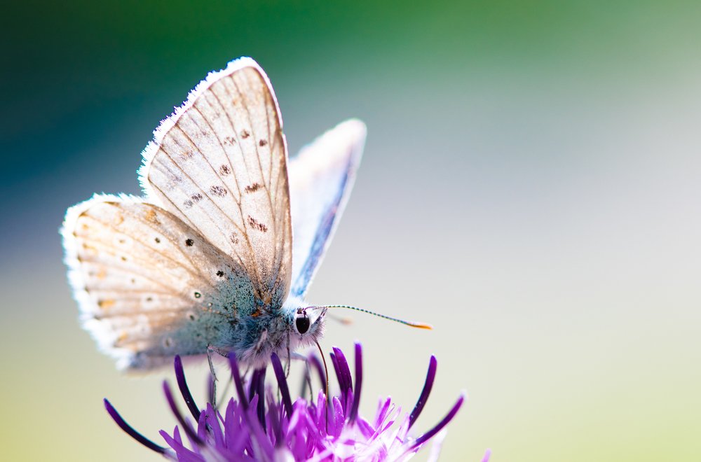 Photograph by Mohammad Rajabzadeh