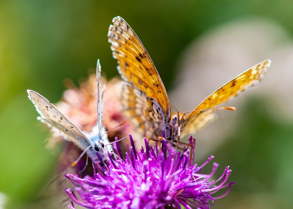 Photograph by Mohammad Rajabzadeh