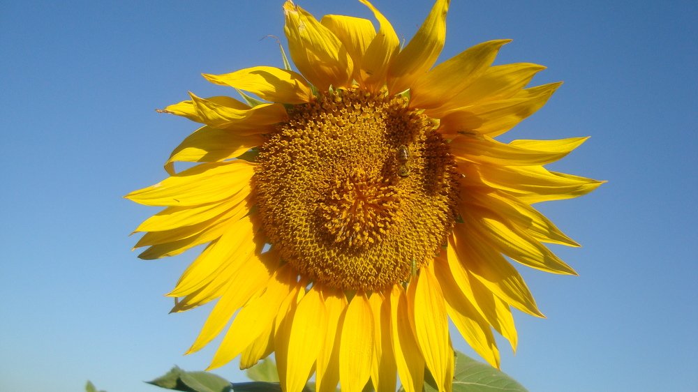 Photo #4905722