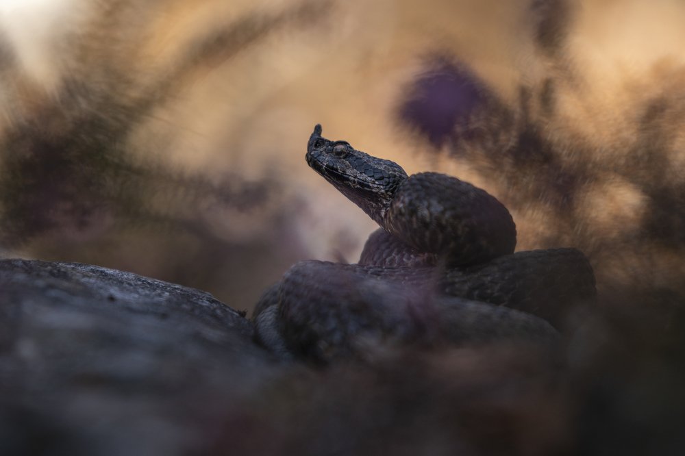 Фотография автора Rok Štirn