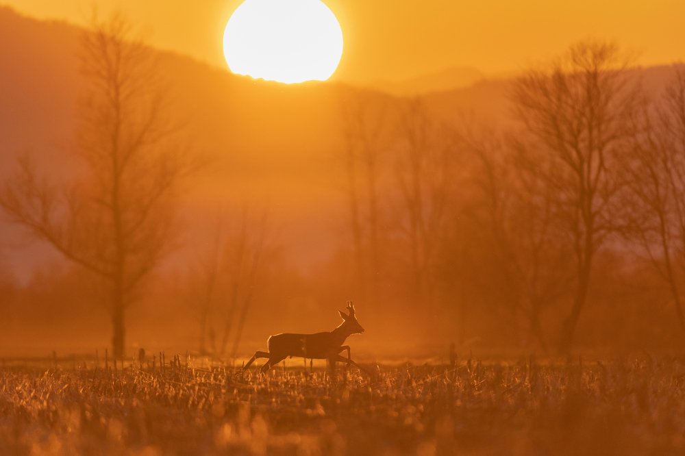 Фотография автора Rok Štirn