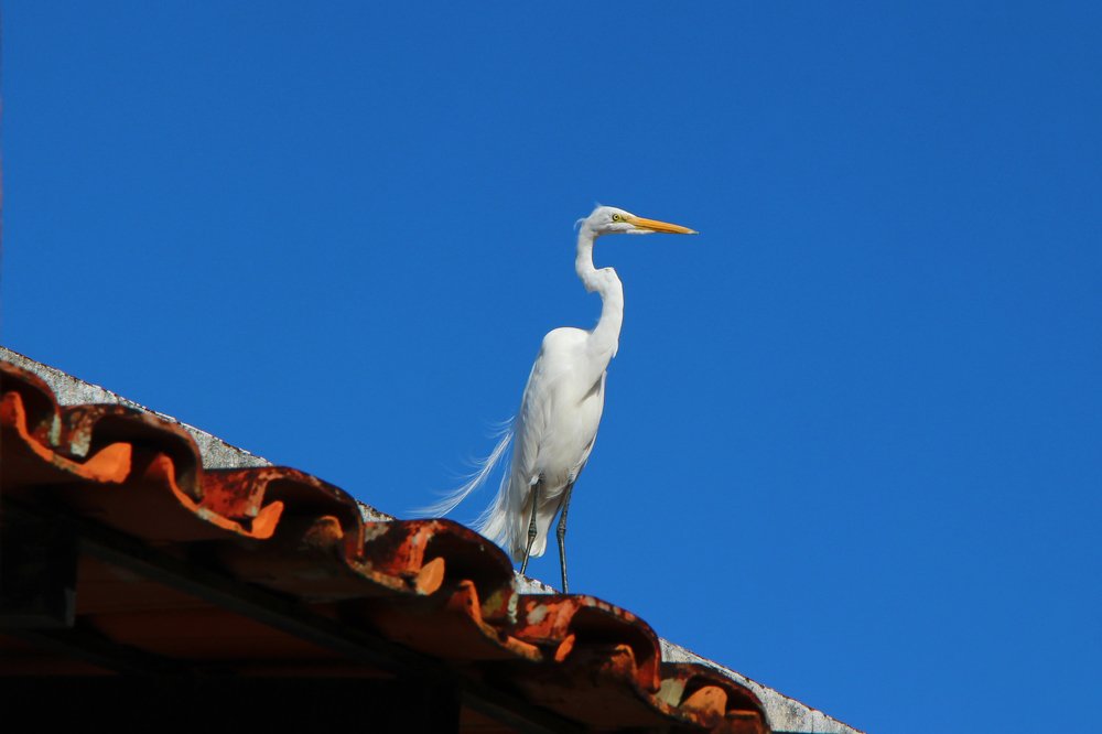 Photograph by Tatiana Barthem