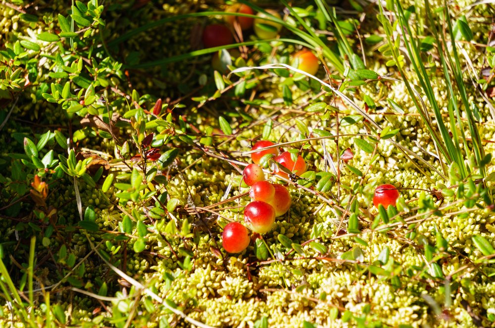 Photograph by Дарий Остахов