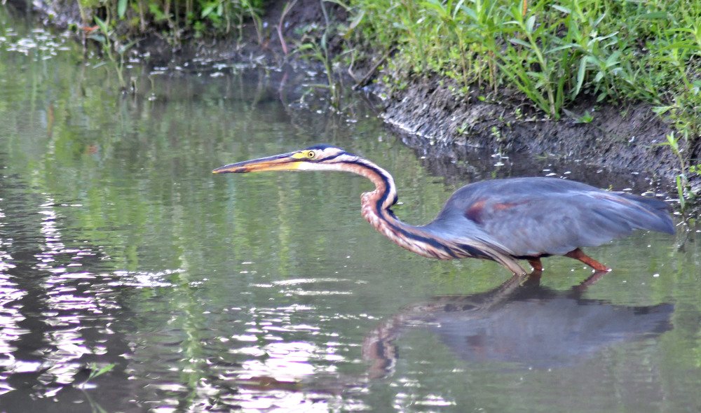 Waiting to catch Fish