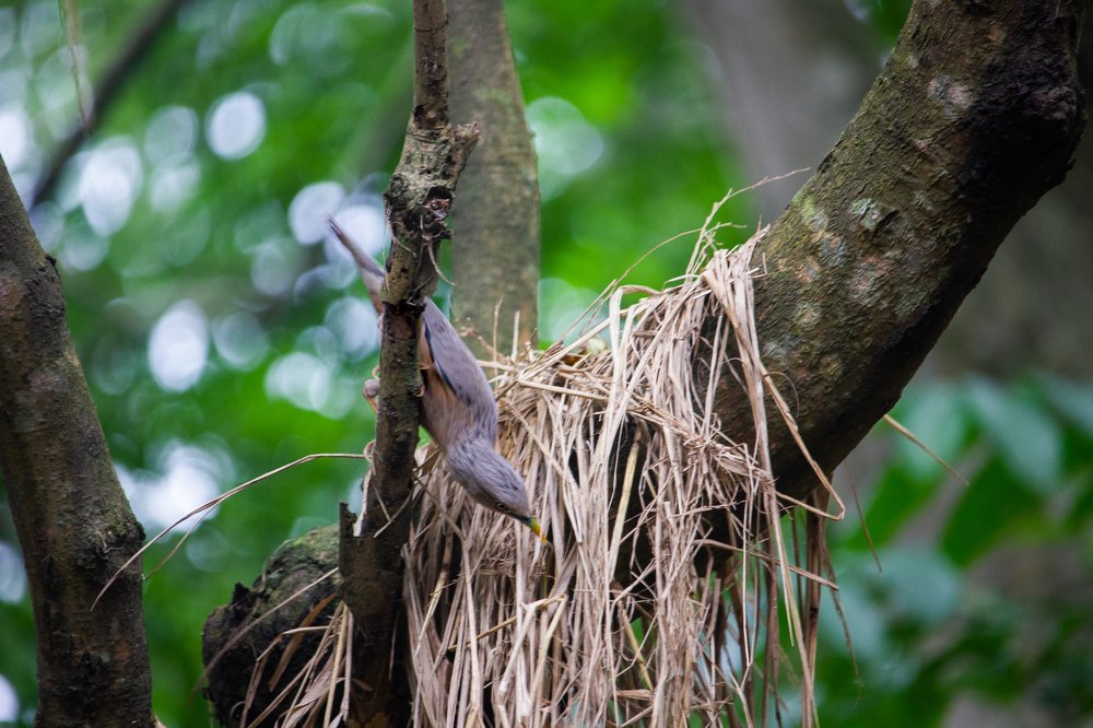 Photograph by Hridoy Hossain