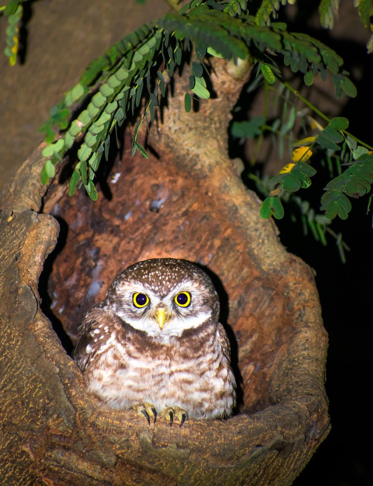 Photograph by Md. Motiur Rahman