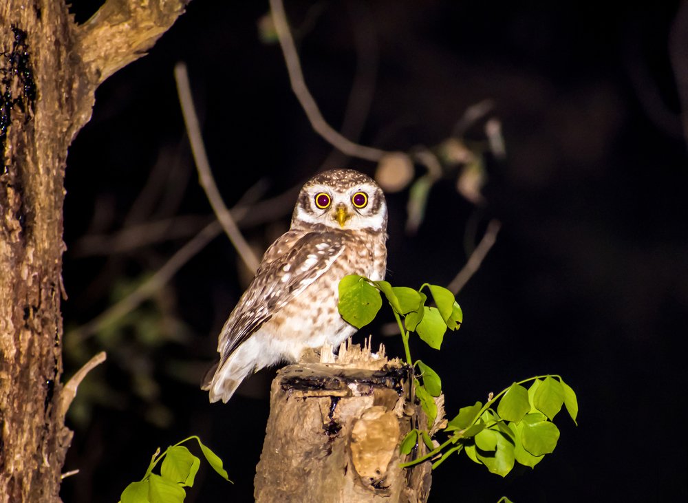 Photograph by Bijoy Moshiur Rahman