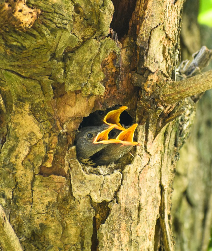 Photograph by Md. Motiur Rahman